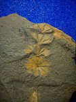 Клинолист Sphenophillum cuneifolium - листья ( С 2 / 4 ).