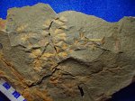 кустик Sphenophillum cuneifolium (свита C 2 / 4 ).башкирский ярус.