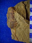 фрагмент  спорофилла Noeggerathiostrobus sp.C2b-e..