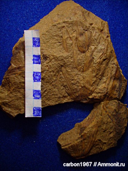 карбон, растения, членистостебельные, Calamites, Asterophyllites