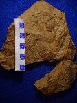 ветка с листьями каламита Asterophyllites longifolius f. striata ( С 2 / 4 ).