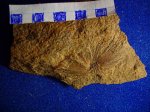 Изолированная мутовка Asterophillites longifolius f. striata ( C 2 / 4 ). Изолированная мутовка Asterophillites longifolius f. striata ( C 2 / 4 ).