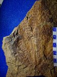 колосья Palaeostachya elongata в прикреплении ( С 2 / 4 ).