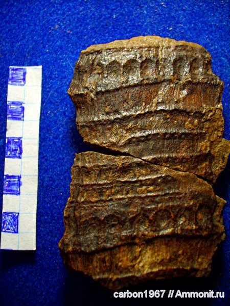 карбон, растения, членистостебельные, Calamites