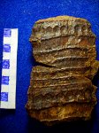 молодой ствол Calamites Sachsei (С 2 / 4 ) молодой ствол Calamites Sachsei (С 2 / 4 )