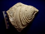 Inoceramus balticus .