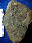 папоротник ( ? ) Neuropteridium sp.свита С 2 / 4.башкирский ярус.