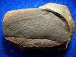 птеридосперм  Neuropteris izylensis .( ? )