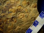 плод птеридосперма Eusphenopteris obtusiloba в прикреплении.свита С 2 / 4.башкирский ярус.