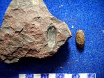 .отпечаток плода Trigonocarpus sp. и семечка Boroviczia Kfrpinskii одного вида.свита С 2 / 4 и С 2 / 3 соответственно.