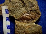 разрез плода Trigonocarpus sp. c не вызревшим семечком.свита С 2 / 4.башкирский ярус.