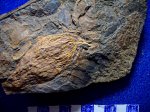 плод Trigonocarpus sp. в ассациации с Neuropteris heterophilla  свита C 2 / 4.башкирский ярус.