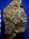 Птеридосперм Odontopteris rabusta.свита C 2 / 3. башкирский ярус.