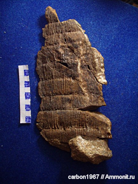 карбон, растения, членистостебельные, Calamites