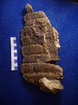 сердцевинный отлив С.schutzeiformis f.waldenburgensis
