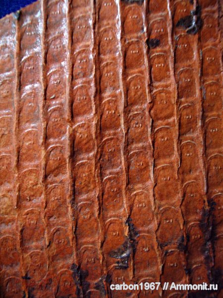 Sigillaria