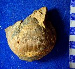 Productus ( Dictyoclostus ) deruptus ( ? )свита .С 2 / 3.башкирский ярус.