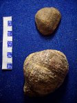 Productus uralicus ( крупный ) и Pr. cora ( мелкий ).С2b-e.
