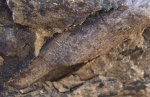 Сalamites sp. в породе