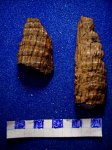Два етрефицированных фрагмента спороносых "колосков" Calamostachys ( al.Schimperia ) sp.свита С 2 / 3.башкирский ярус.