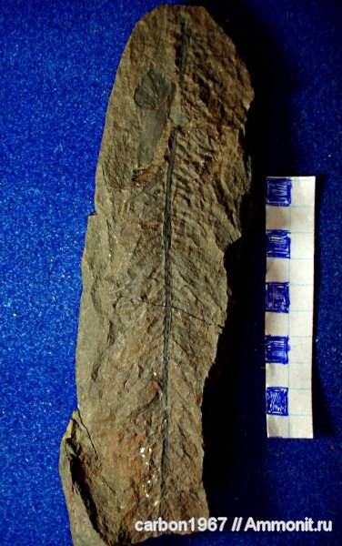 карбон, растения, членистостебельные, Calamites, Riadicites