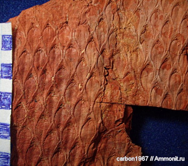 Lepidodendron