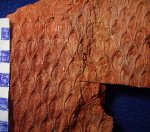Lepidodendron aculeatum. C2b-e.