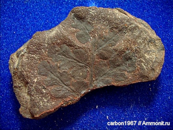 Eushpenopteris