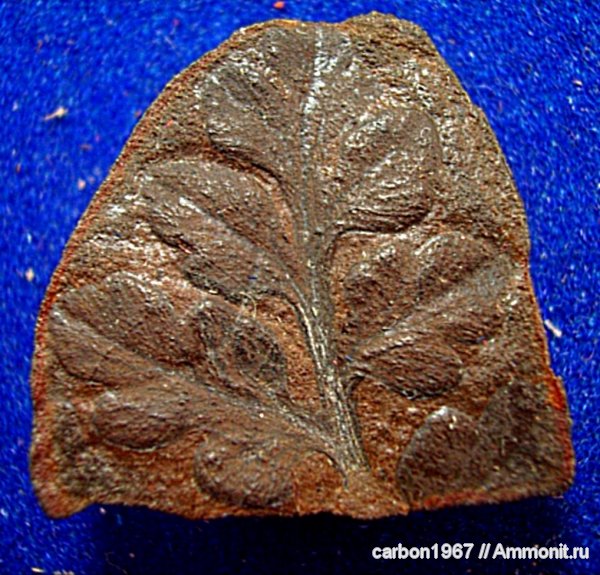 Mariopteris