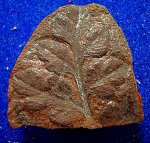 птеридосперм Mariopteris sp.