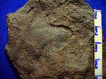 птеридосперм Friopsis ( al. Cardiopteris ) polymorpha.свита С 2 / 4.башкирский ярус.