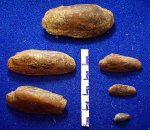 Antraconauta sp.