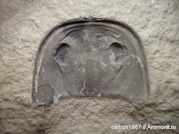 силур, ракоскорпионы, Silurian, Eurypterus