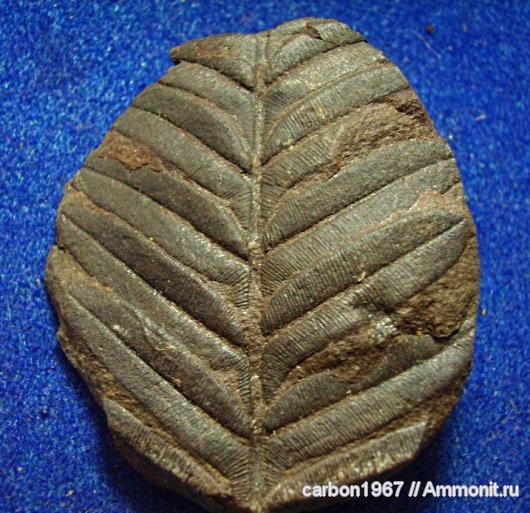 Alethopteris