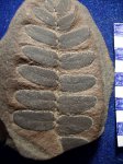 конкреция с Neuropteris gigantea