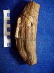 "банан" плод птеридосперма ( ? ) Trigonocarpus parkinsonii..С2b-d.
