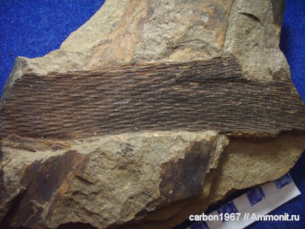 Lepidodendron
