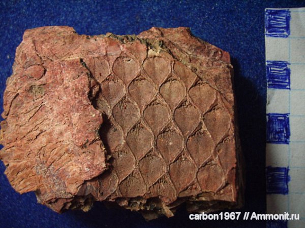 Lepidodendron