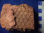 Lepidodendron sp.C2b-e.