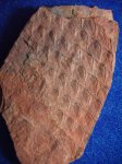 Lepidodendron obovatum. C2b-e.