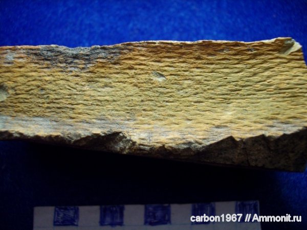 девон, Devonian, Protolepidodendropsis