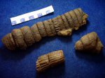 Archaeocalamites sp.(низ лево).корневище Сalamites sp.(верх).заросток Calamites sp.(низ право)С2b-d.