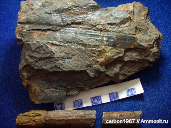 карбон, растения, членистостебельные, Calamites