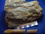 Calamites sp.два представителя одного вида из разных свитС2b-d отлив и C2b-e отпечаток. Calamites sp.два представителя одного вида из разных свитС2b-d отлив и C2b-e отпечаток.