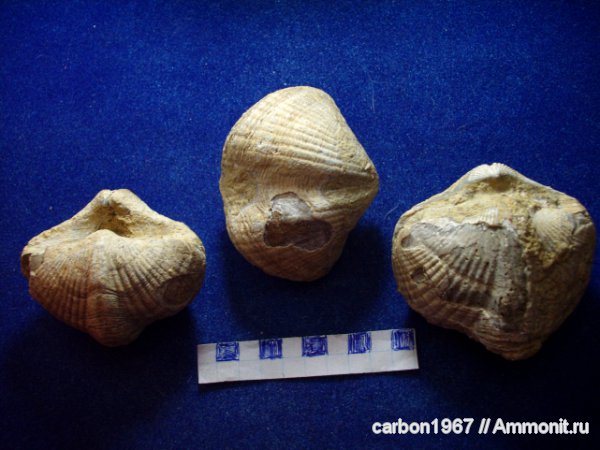 брахиоподы, пермь, Spiriferida, Licharewia, Spiriferinida, Permian
