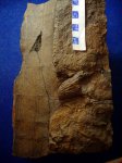 место ответвления Calamites sp.C2b-e. место ответвления Calamites sp.C2b-e.