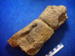 Calamites sp.со следами.C2b-d.