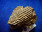узел Mesocalamites ramifer.C2b-d.