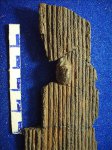 слепок полости Calamites sp. и отверстия выхода насекомого.С2b-d.