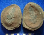 Odantopteris subcrenulata.C2b-e.
